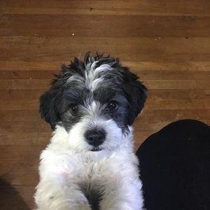 Meet your Posher, Deanne